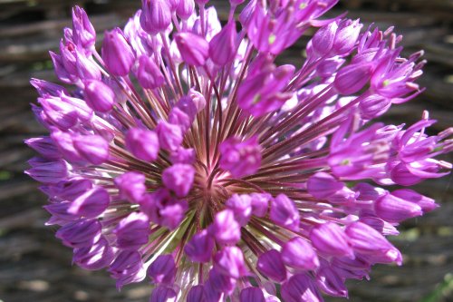 Roadside flower