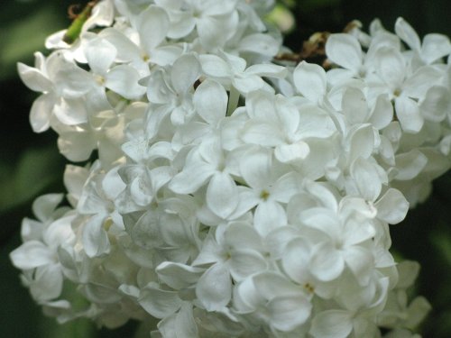 Lilac in the Abbey Gardens