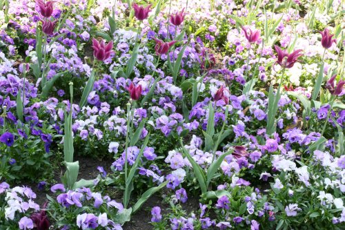 Garden bed, Abbey Gardens