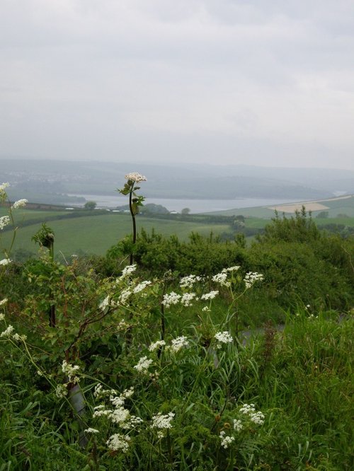 A view from the cycle path towards the Estuary