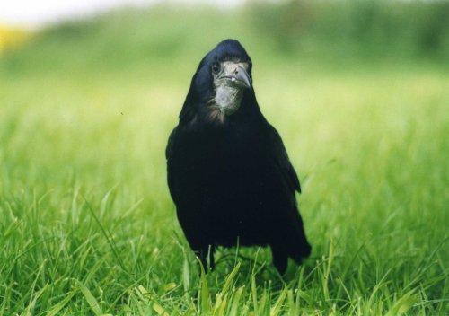 A Rook Beside the A 303 Near West Knoyle