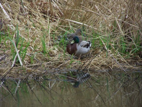 Duck in the Canal