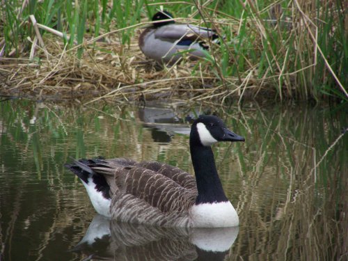 Duck in the Canal