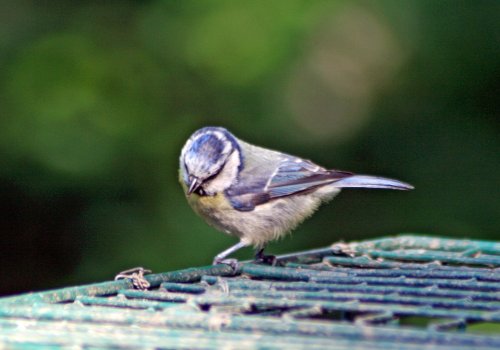 Blue Tit