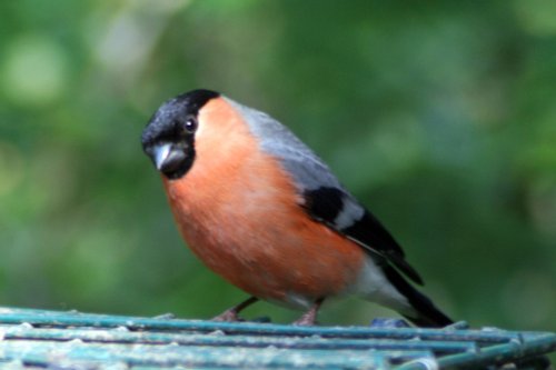 Bull Finch.