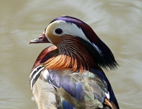 Mandarin Duck