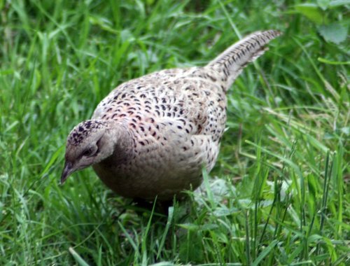 Pheasant Female