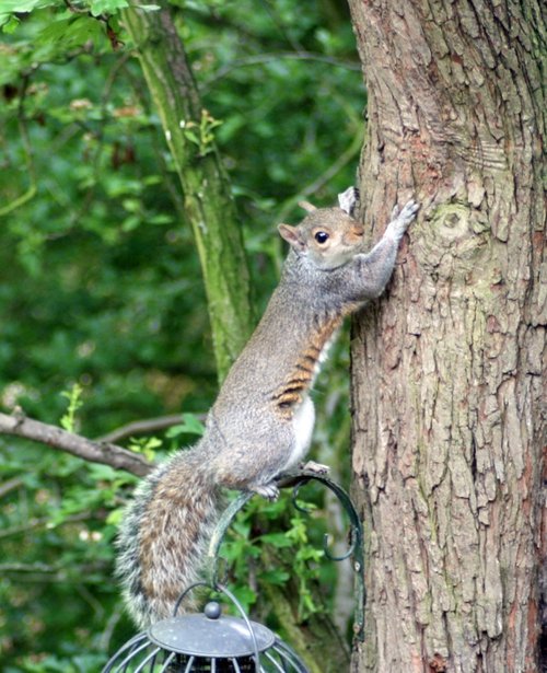 Grey Squirrel