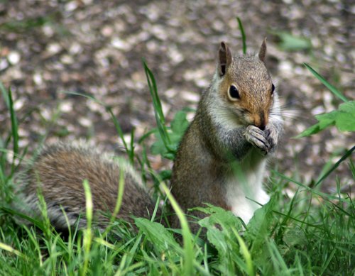 Grey Squirrel