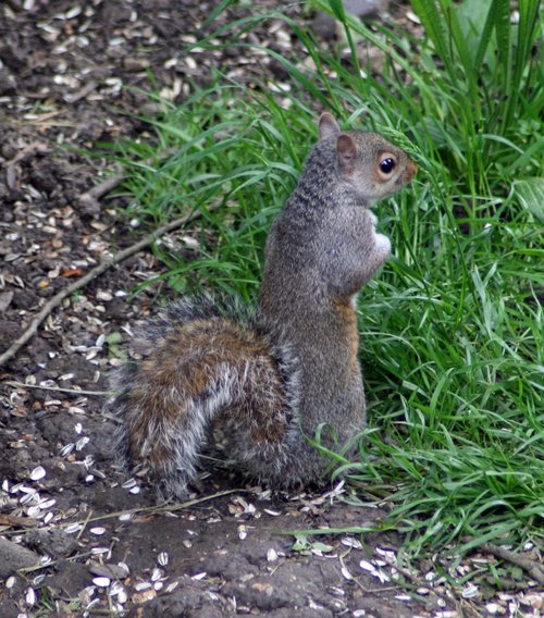 Grey Squirrel