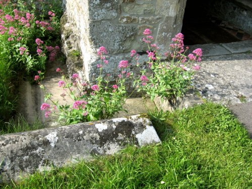 Valerian outside Parish Church of St. Nicholas, Silton, Dorset