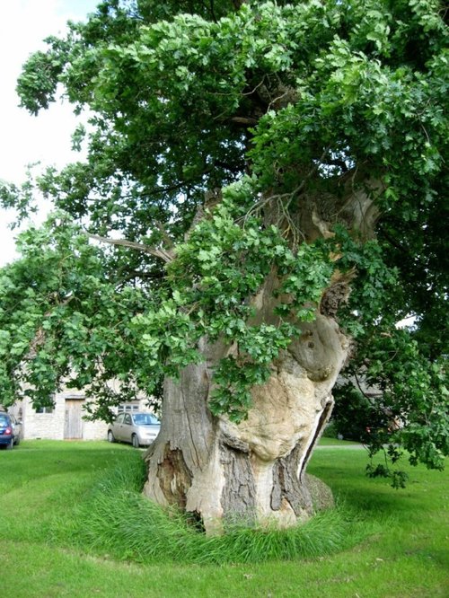 The Wyndham Oak, Silton