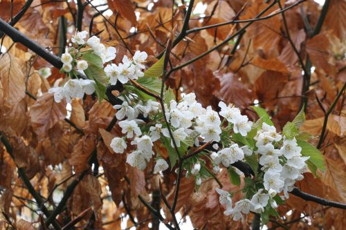 Hawthorn and beech