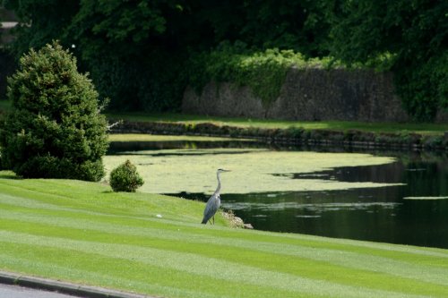 Heron in the grounds of Stonyhurst College