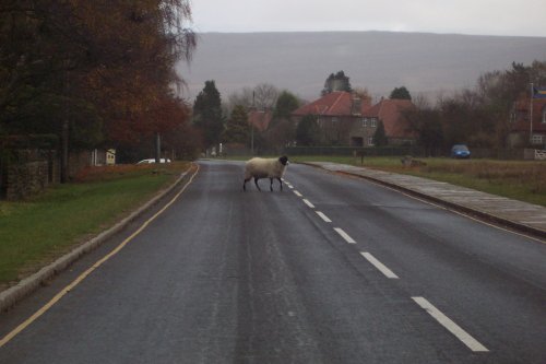 Goathland, N. Yks.