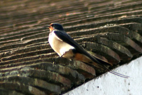 Swallow at Cragside Estate, nr Rotherbury, Northumberland.