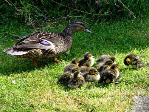 Mallard and ducklings