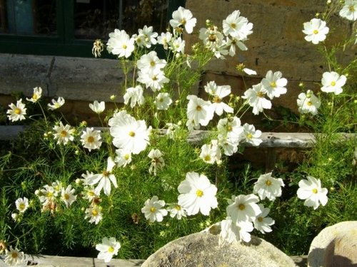 White Flowers