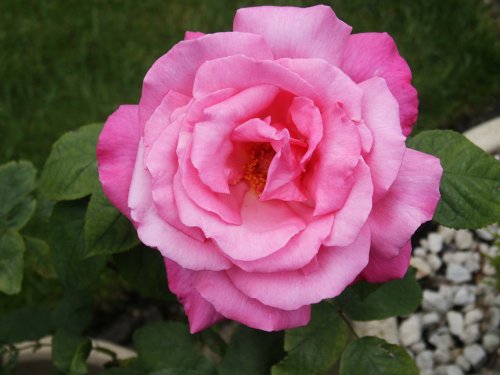  From my garden.   'Only a rose I give you'. Prima Ballerina