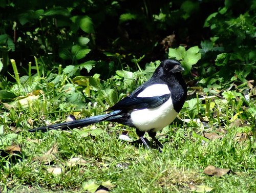 Magpie