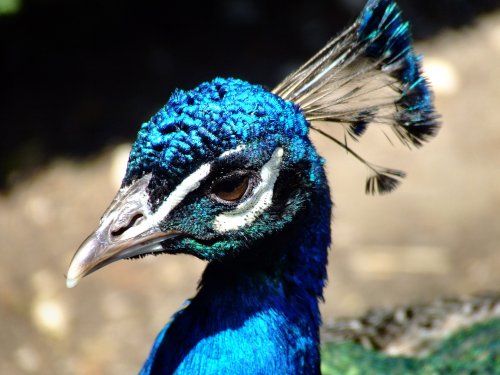 Peacock