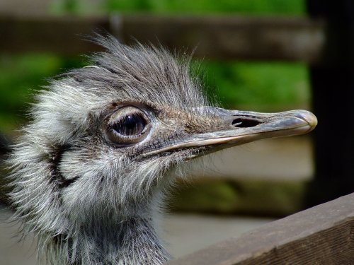 Emu