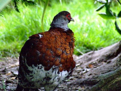 Beautiful pheasant