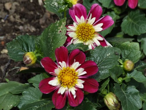 Flowers in the walled garden