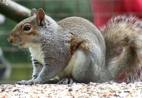 Grey squirrel