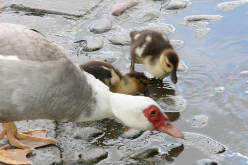 Mother and offspring