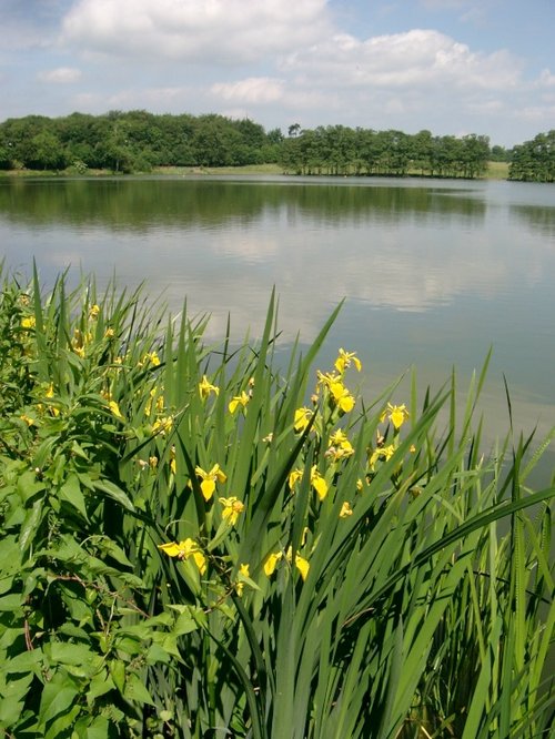 The lake at Himley