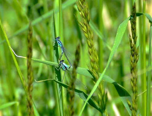 Common blue damselfly