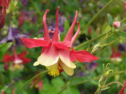 Aquilegia in a border at Sissinghurst castle