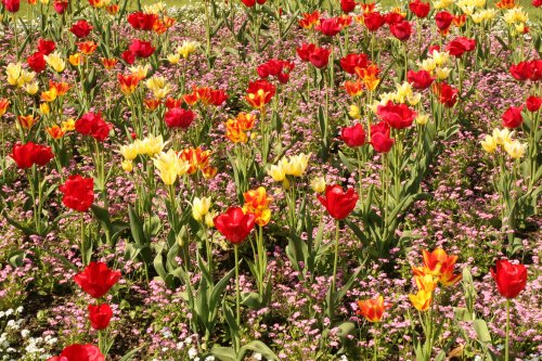 Tulips in Hope Park