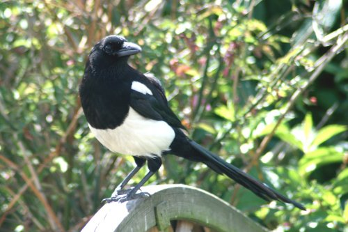 Magpie.