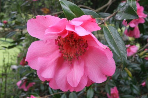 Camelia in Fitz Park