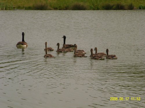 Canadian Geese and family