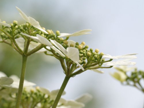 Flowers on a shrub in my garden, Steeple Claydon, Bucks