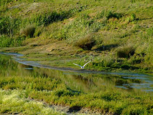 From the large hide