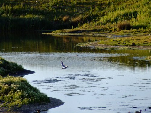 Gull in flight