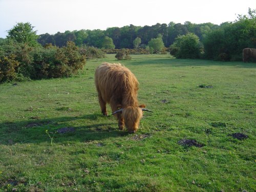 The New Forest (Hampshire)