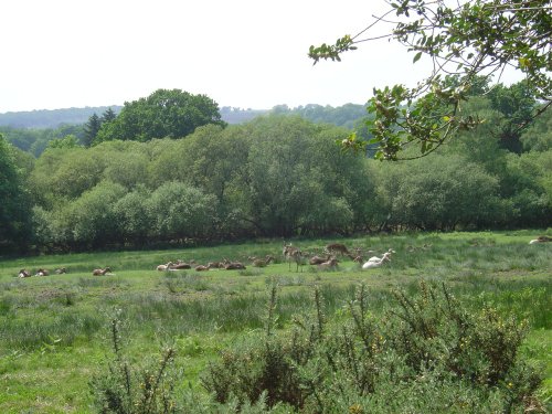 The New Forest (Hampshire)