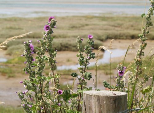 Pagham Harbour Nature Reserve, West Sussex