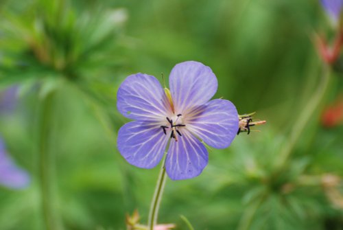 Meadow Crane's Bill