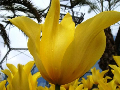 Flowers at the Eden Project