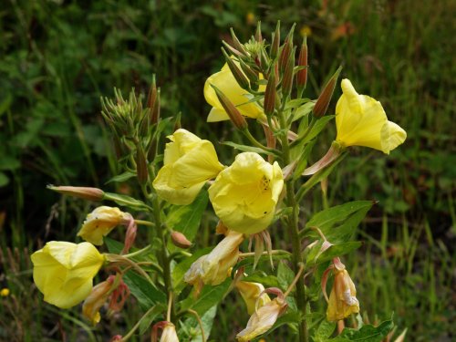 Wild Evening Primrose, disused railtrack, Mursley, Bucks.