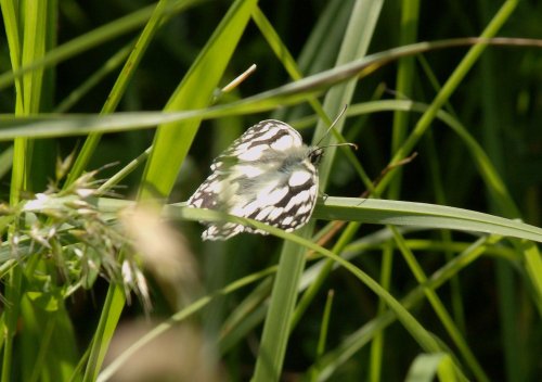 Speckled White butterfly, disused Oxford-Cambridge railway, Mursley, Bucks.