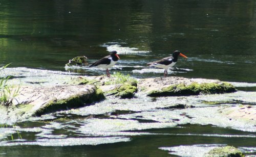 Oyster Catchers