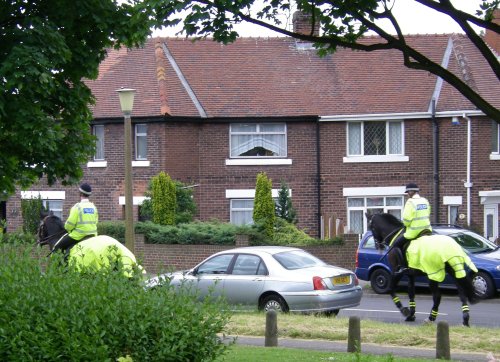 Police Horses