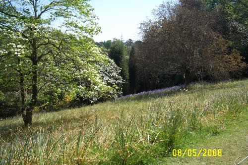 Leonardslee - the wild flower terrace